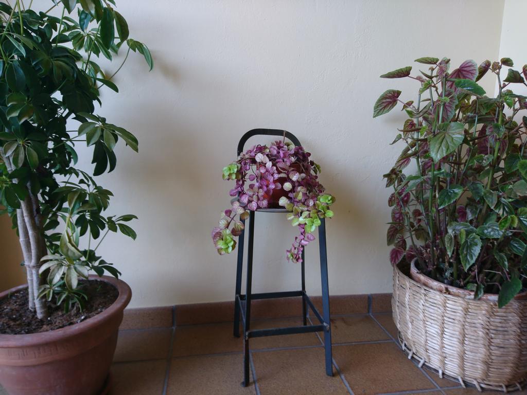 Posada El Jardin Santillana del Mar Extérieur photo